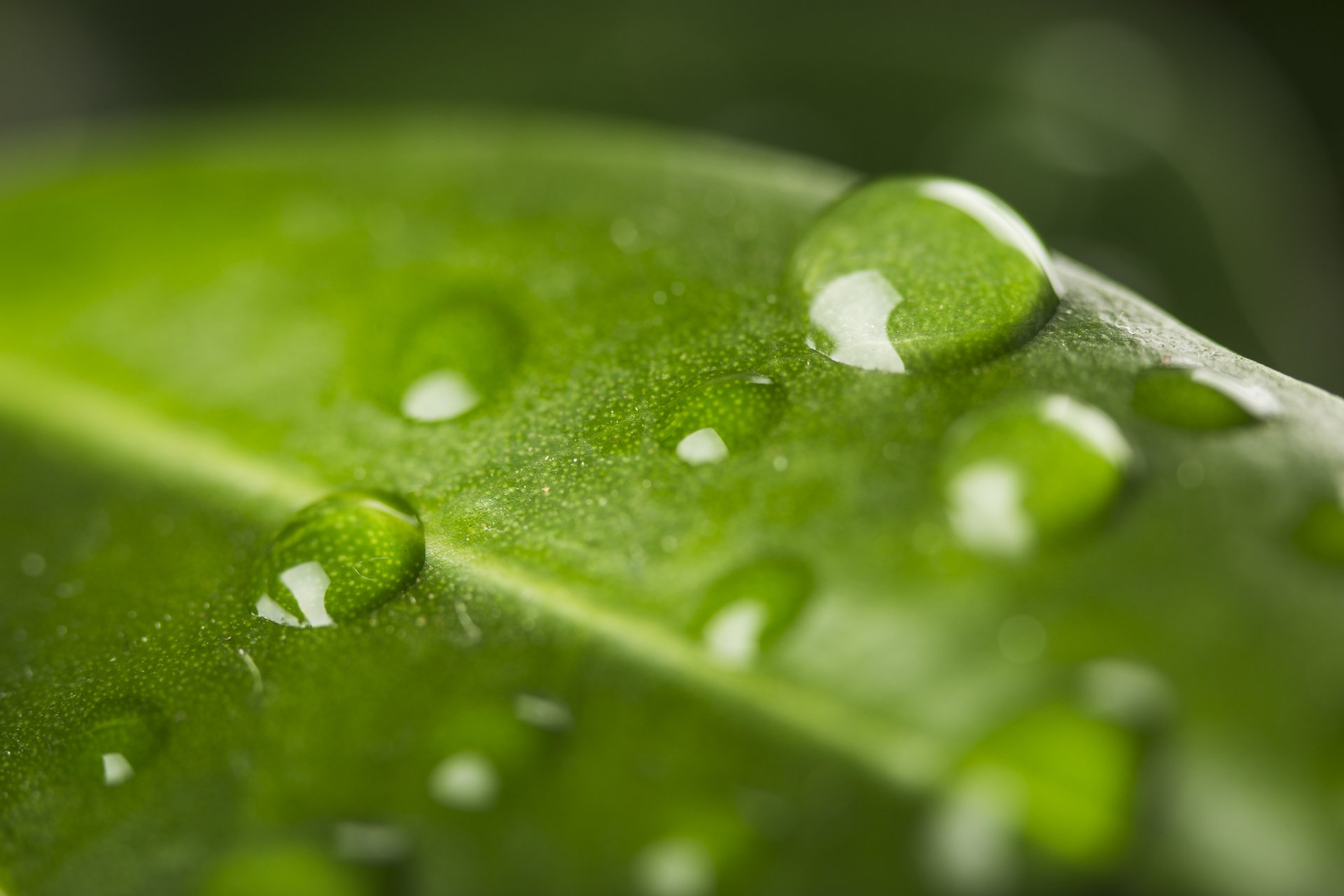 Gocce d'acqua su foglie verdi